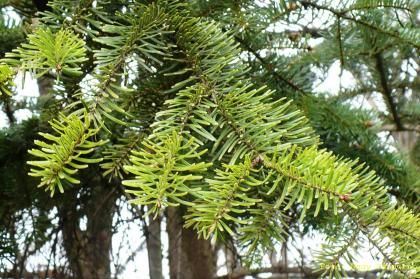 Abies nordmanniana